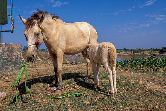 Bagan horse and colt