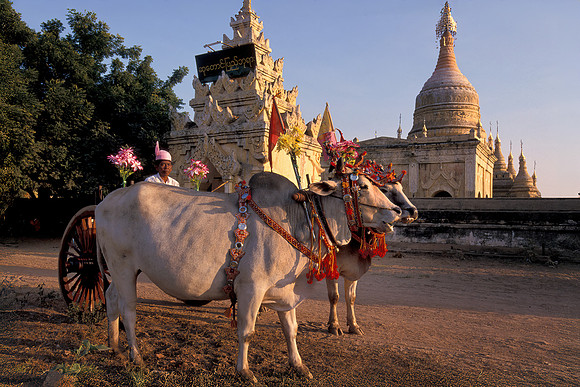 Decorated Ox carts Bagan