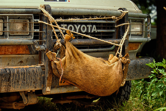 Goatskin