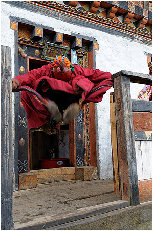 Jumping jester