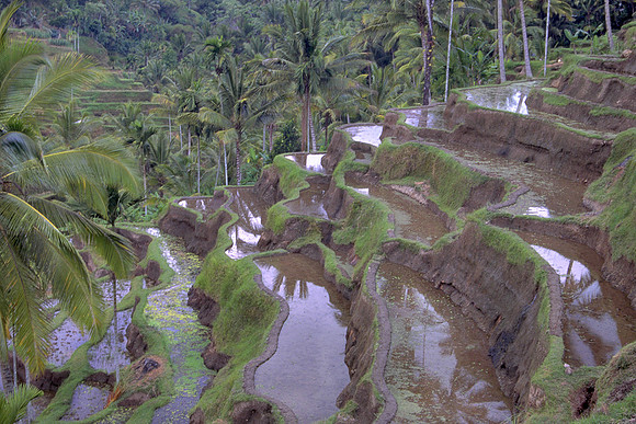 Terraces