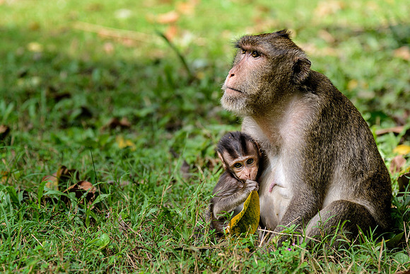 Temple monkeys