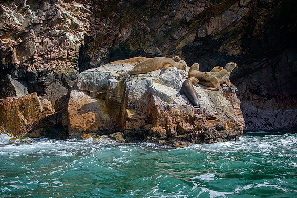 South American sea lion