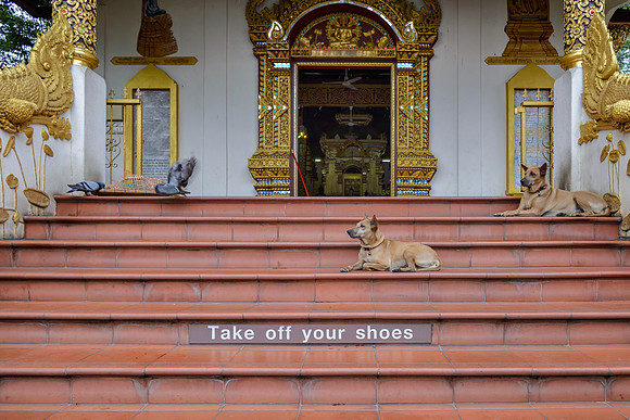 Shoe guards