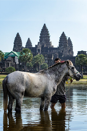 Washing horse