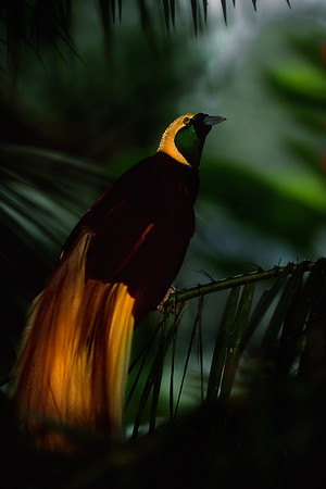 Bird of Paradise