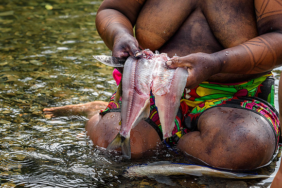 Fresh Tilapi
