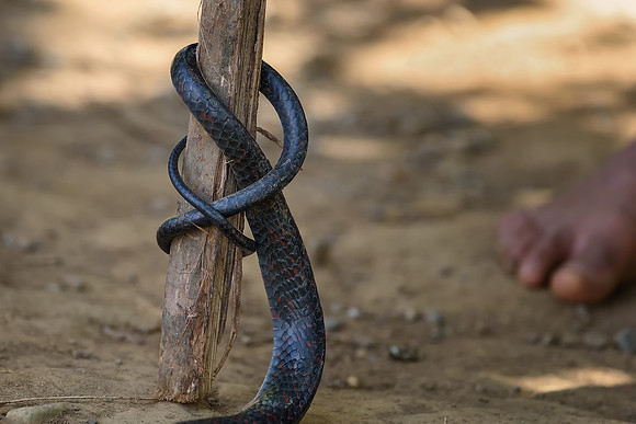 Snake