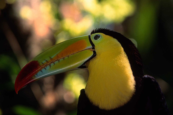 Keel- Billed Toucan