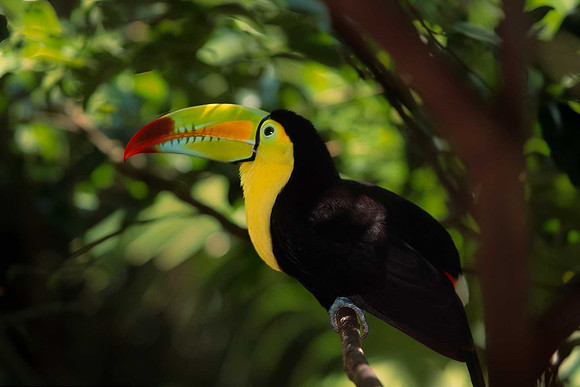 Keel-billed toucan