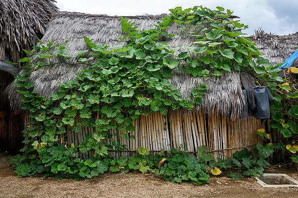Bamboo and thatched roofs