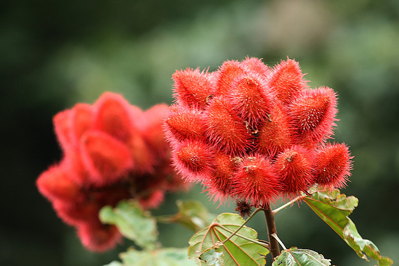 Achiote (Bixa orellana)