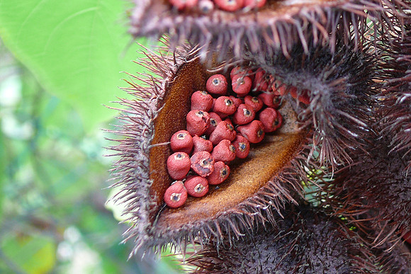 Fruit