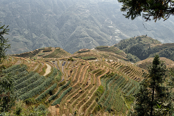 Rice Terraces