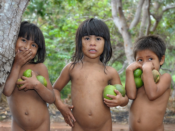 Collecting Pequi Fruit