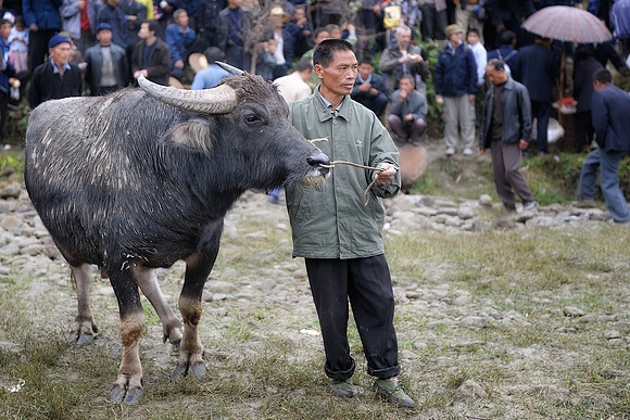 Bull fighting