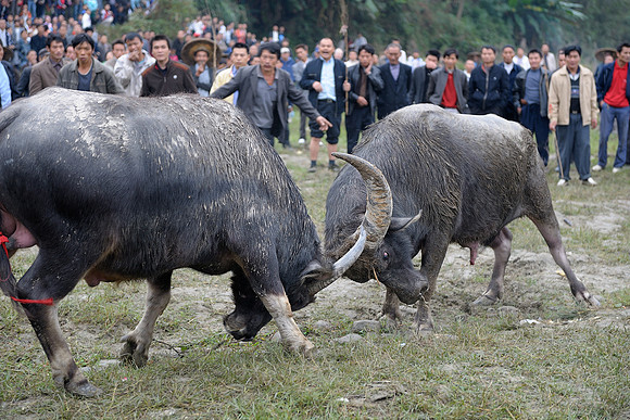 Bull fighting