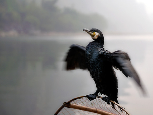 Cormorrant