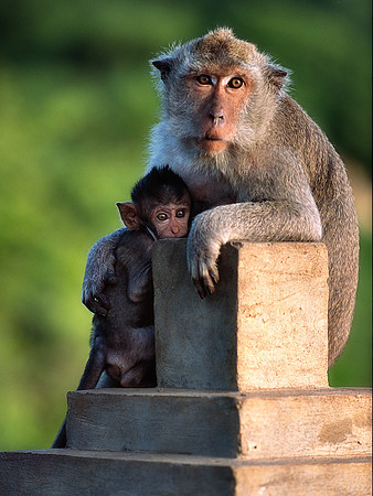 Temple Monkeys