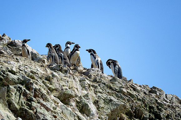 Humboldt penguins