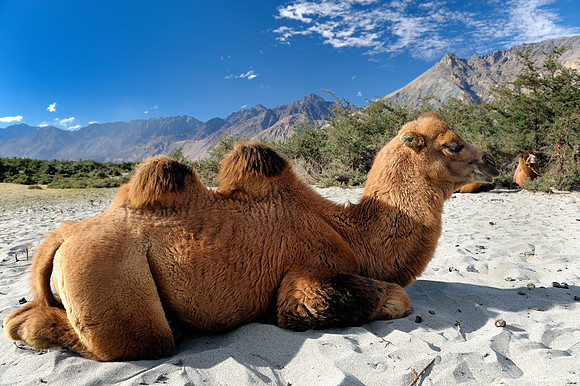 Bactrian Camel