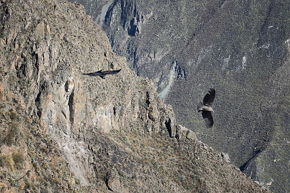 Condors