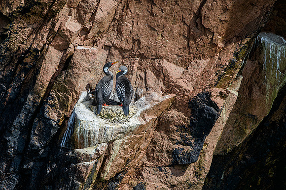 Red-legged Cormorant