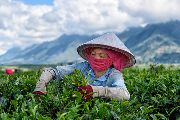 Tan Uyen District, Lai Chau Province