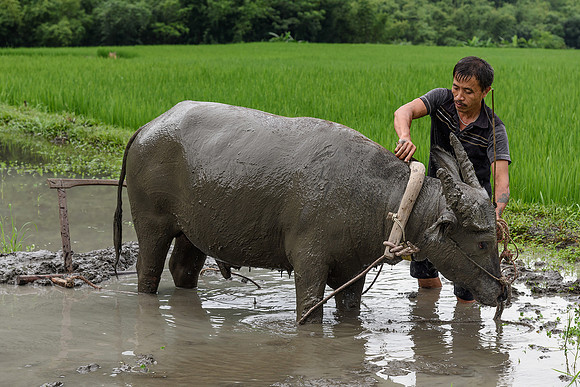 Water Buffalo