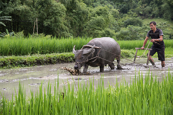 Water Buffalo