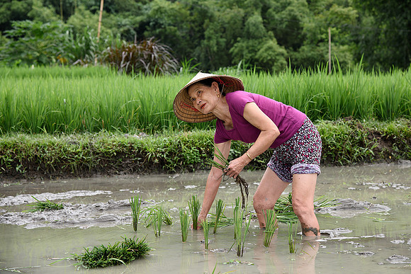 Planting Rice