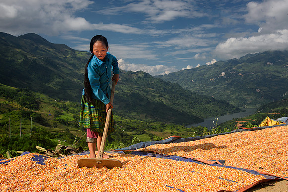 Sun-Drying Corn