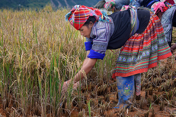 Harvesting Rice