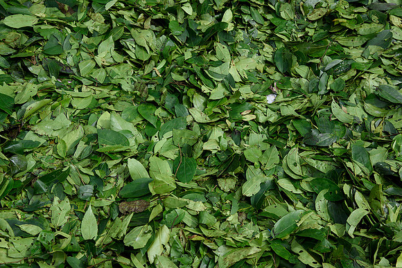 Bau Hat Leaves
