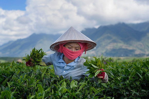 Harvesting tea leaves