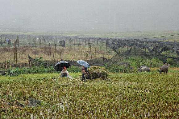 Sapa Rain