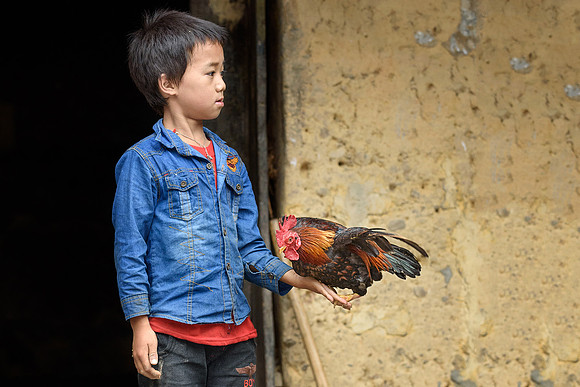 Rooster