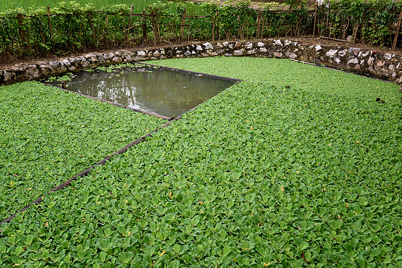 Duckweed or Water Lettuce Ponds
