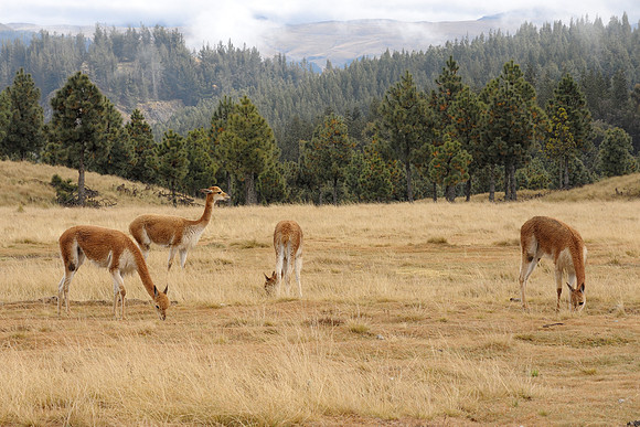 Vicuña