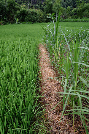 Pathways