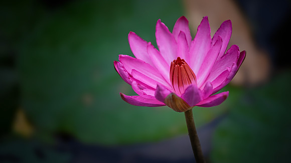 Water Lily