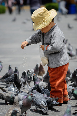Pigeon delight