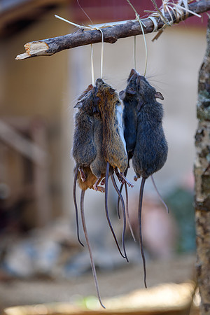 Rats