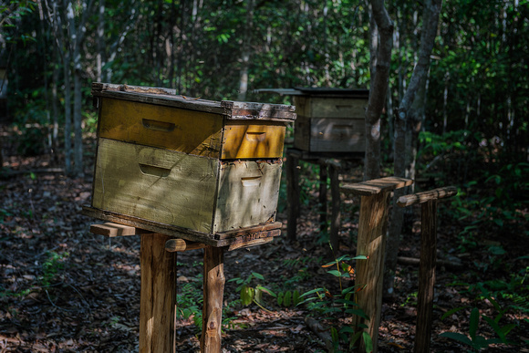 Honey production