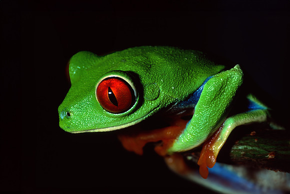Red-eyed tree frog