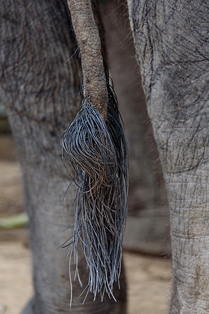 Tail