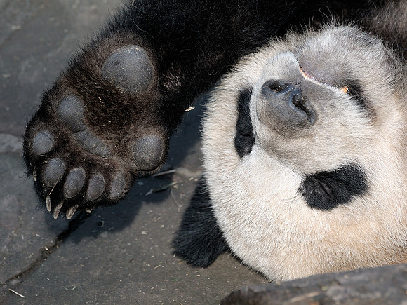 Panda paws