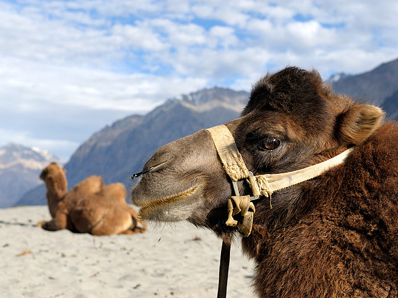 Bactrian Camel
