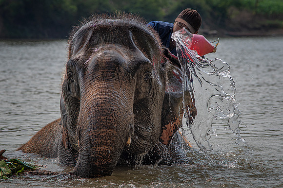 Bathing