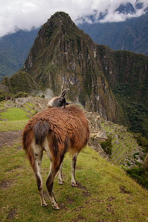 Machu Picchu Llama